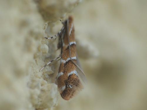 Réf. 244 687 : Cameraria ohridella